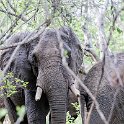 ZMB EAS SouthLuangwa 2016DEC10 KapaniLodge 032 : 2016, 2016 - African Adventures, Africa, Date, December, Eastern, Kapani Lodge, Mfuwe, Month, Places, South Luangwa, Trips, Year, Zambia